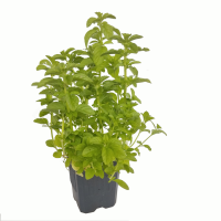 menta M9 (R)